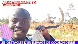 élevage de cochon dInde en Afrique  les obstacles [upl. by Laughlin]