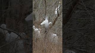 Great Egret Breeding Display Audio Described [upl. by Descombes]