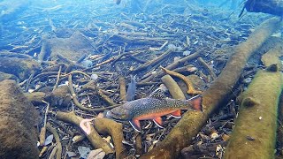 Ice Fishing for BROOK TROUT Underwater View [upl. by Bow]