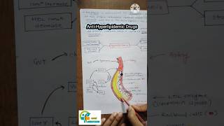 Anti Hyperlipidemic drugs how they works how they show their mechanism of action aapalpharmacy [upl. by Ide]