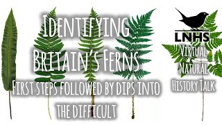 Identifying Ferns [upl. by Dhumma]