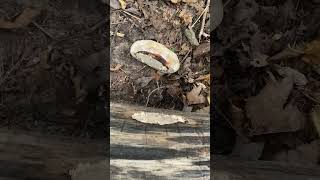 The poor red belted conk fungus got knocked off again fungi [upl. by Doroteya]