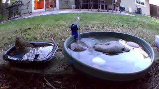 Gorgeous Thrush enjoying the bird bath [upl. by Tiphany]