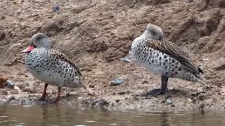 Cape teal Anas capensis at Safarihoek  Namibia  africamcom [upl. by Gertruda]