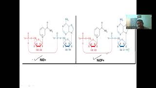 Nicotinamide adenine dinucleotidephosphate as cofactor cofactors biochemistry [upl. by Allit]