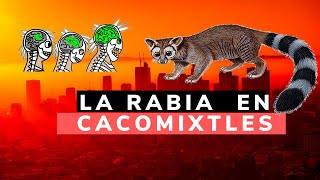 LOS CACOMIXTLES Y LA RABIA RESOLVIENDO DUDAS [upl. by Anhcar]