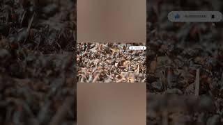 ANTS LIFE Must watch full video Link in description shorts informativevideos antssubscribe [upl. by Anastice]