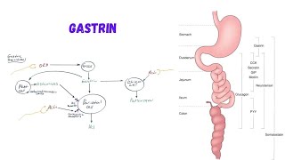 TEST MATERIAL Hormone Gastrin regulates secretions of Pepsinogen and HCL [upl. by Arlyn]