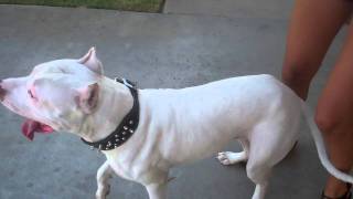 A REAL albino blue nose pitbull [upl. by Raffo]