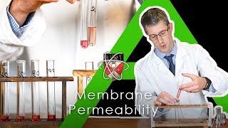 Membrane Permeability Beetroot  BIology Alevel Practical [upl. by Durrace737]