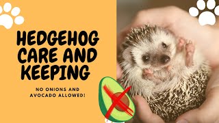 🟢 Hedgehog Care and Keeping Everything You Need to Know🦔🥑❌ [upl. by Brig596]