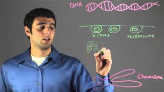 Explaining the Formation of a Chromosome From DNA  Biology amp DNA [upl. by Nnylanna]