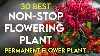 30 best permanent flowering plants in India  nonstop flowering plants  perennial flower plants [upl. by Seedman]