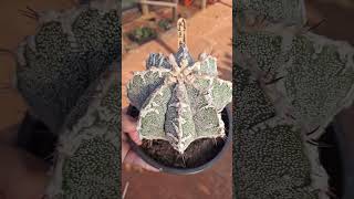 astrophytum myrio fukuryu hakujo sassanami cv ornatumbackstreetboyscactosesuculentascactusplant [upl. by Oirrad398]