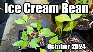 Ice Cream Bean Seedling Update  October 2024 [upl. by Magena]