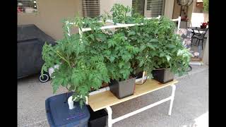 Hydroponics Dutch Bucket Tomato 30 Day Growth  Amazing [upl. by Perdita]