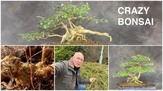 Crazy Bonsai Symphocarpos snowberry Transform a Bush to a Beautiful bonsaitree [upl. by Tiedeman]