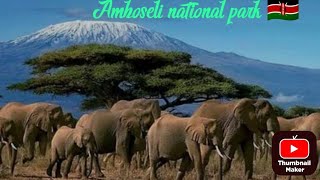 Inside the Amboseli National Park vickiestylist8925 tembeakenya amboseli [upl. by Dnomaid488]