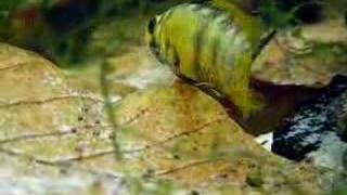 Apistogramma Baenschi Inca with newly freeswimming fry [upl. by Atkinson]