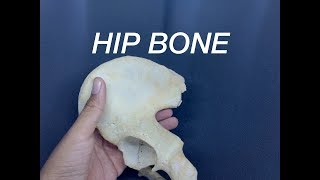 HIP BONE  GENERAL FEATURES AND ATTACHMENTS [upl. by Inoy]