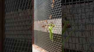 Praying Mantis Attacks Japanese Honeybees A Brave Rescue Attempt [upl. by Irrok]