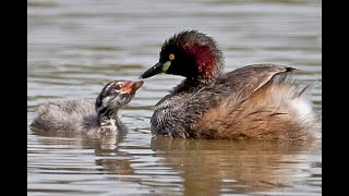 Birds of the Inland wetlands [upl. by Nalyad812]