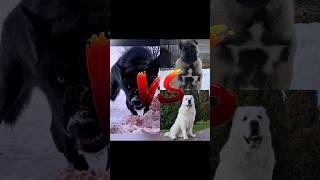 kangal VS wolf alabai VS wolf which one [upl. by Layne594]