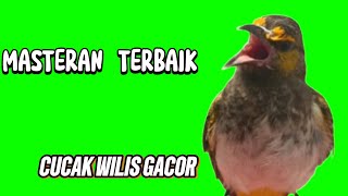 100 ampuh masteran burung cucak Wilis Rengganis bikin burung bahan langsung respon bunyi [upl. by Llerrit]