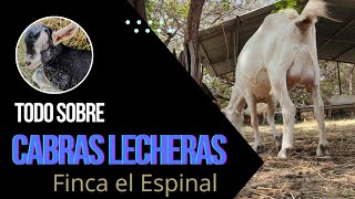 Todo sobre el Manejo de Cabras Lecheras en Finca el Espinal🐐🐐 [upl. by Gris]