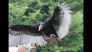 Flugshow Weltvogelpark Walsrode 2018 [upl. by Calva]