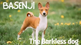 Basenji The Barkless Dog [upl. by Asihtal]