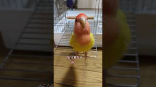 愛鳥との愛すべき日々🦜Lovely days with my beloved bird💕 [upl. by Hujsak]