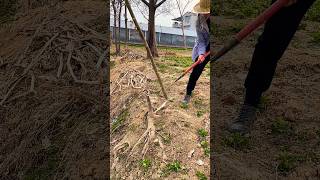 Help with spring ploughing and spread the use of agricultural tools viralvideo 😱 [upl. by Idnak]