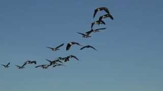 Geese With Flying Sounds [upl. by Irrep]