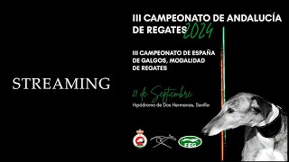 III CAMPEONATO DE ESPAÑA DE GALGOS MODALIDAD DE REGATES  III CAMPEONATO DE ANDALUCÍA DE REGATES [upl. by Brnaby608]