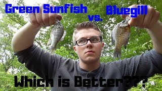 Bluegill vs Green Sunfish Which Fish is Better  What is the Difference [upl. by Wildee]