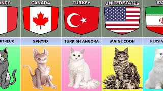 Cat Breeds From Different Countries [upl. by Knarf]