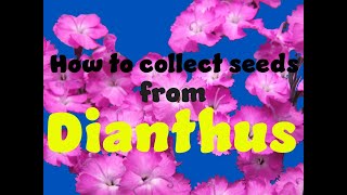 How to collect seed from Dianthus [upl. by Pallaton683]