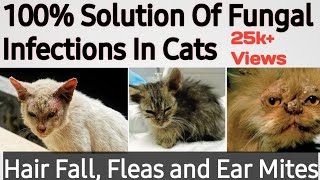 100 Solution Of  Persian  Cat Hair Fall Fungus Ticks Ear Mites And All Skin Problem [upl. by Arutak]