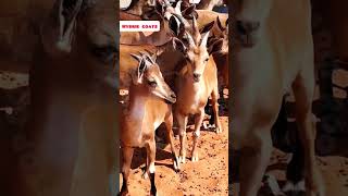 GoatDeer hybrid rooftop GOAT farming facts earn pets animals [upl. by Duj861]