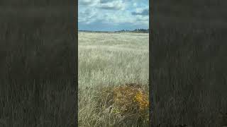 Tall grass billowing in the wind [upl. by Wilson]