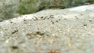 ants lifestyleants life documentary ants lifespan [upl. by Mayne]