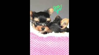 Yorkie Poo Puppies From Pups to Pal [upl. by Dorelle715]