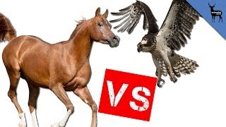 Super Bowl 2014 Seahawk vs Bronco Epic Animal Battle [upl. by Ahtrim678]