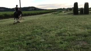 Clydesdale Dressage Stallion  Towerview Theo  Under Saddle [upl. by Maggee]