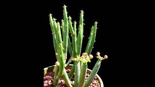 Euphorbia Leucodendron Pencil Cactus Leafless [upl. by Tihom]