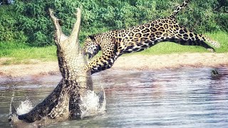 Impresionante video de un jaguar cazando 🐆 shorts animals [upl. by Nich]