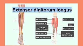 extensor digitorum longus [upl. by Charline]