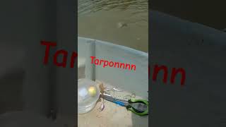 tarpon fishing fishing tarpon ikanbulan [upl. by Norvall736]