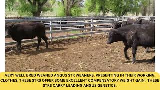 Cobram  Angus Steers [upl. by Parke]